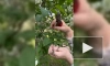 В Ботаническом саду напомнили, по какой причине не стоит ломать сирень