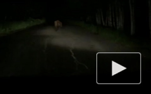 Косолапое видео из Кузбасса: По дачному поселку бегал медвежонок