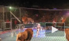 Видео с атакой львов в казанском цирке оказалось фейком  