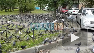 На проспекте Славы голуби оккупировали пешеходную дорожку и часть двора