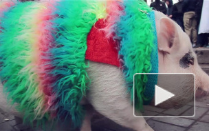 Ряженые под бой барабанов убеждали петербуржцев в том, что животные - не одежда