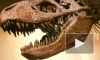 В Японии нашли зубы 10-метрового тираннозавра, жившего 81 млн лет назад