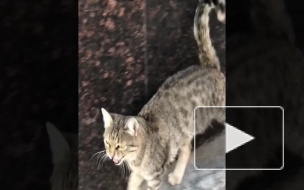 Психоделическое видео из Ростова Димы Билана набирает обороты в сети