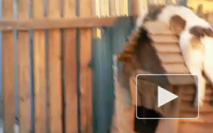 Собака в хлам уставака!