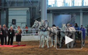 В Ленэкспо проходит выставка "Иппосфера", на которой представлены десятки пород, в том числе очаровательные мини-лошадки и пони