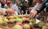 Яблочный спас в 2014 году отпразднуют погоней за мухами, поеданием освященных фруктов, гаданиями на любовь