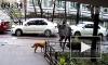 Драка собачников на Выборгском шоссе попала на видео