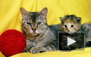 Кот-мститель на Youtube прославился на весь интернет тем, как жестко отреагировал на преследования человека