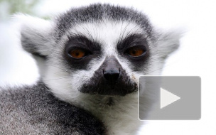 Петербуржцы голосуют за животных и обсуждают новый зоопарк