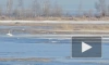 Накануне Дня птиц к петербургской дамбе прилетели лебеди