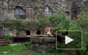 В Московском зоопарке появился гибрид амурского и суматранского тигров
