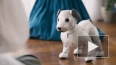 Собака Sony Aibo скоро сможет спокойно ходить и исполнять ...