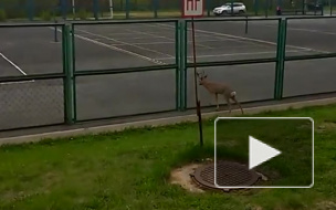 Забавное видео из Кемерово: по городу прогулялся дикий олененок
