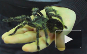 В контактном зоопарке "Бугагашечка" тискали животных и показывали картины