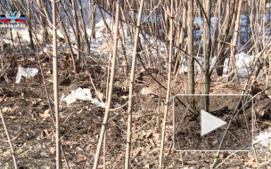 В Сети опубликовали видео с места взрывов в Донецке 