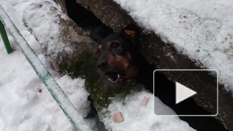 Пермские спасатели вытащили собаку из-под бетонной плиты