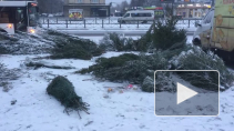 В Петербурге после Нового года остались брошенные елочные базары с ненужными деревьями