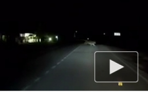 Появилось видео того, как тигр перебегает дорогу в городе Артем