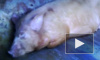 Ленобласть проводит профилактику от африканской чумы свиней