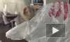 Смешное видео: кот с пакетом на голове устроил забег по дому