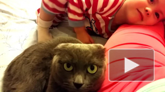 ВЛОГ Смешное видео про кошку, Даша и Бусильда)) Видео для детей, детский канал