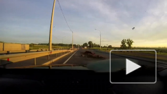 Видео: петербургский водитель растерял по дороге навоз