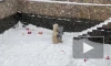Медведица Хаарчаана из Ленинградского зоопарка отметила День рождения
