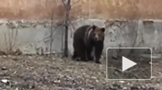 Видео из Челябинска: бурого медведя вывели на прогулку в центр города