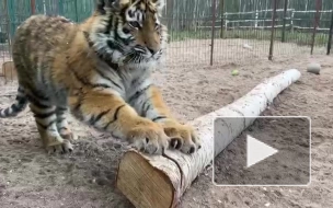 В Ленинградском Доме тигра выхаживают тигренка из Мариуполя