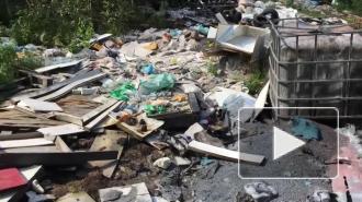 Экологи обнаружили в Невском районе Петербурга свалку химикатов