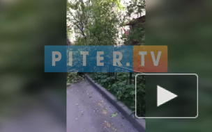 Дерево рухнуло на машину и оборвало линии электропередач на Композиторов