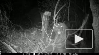 В ЕАО два медведя подрались перед фотоловушкой на тропе тигров