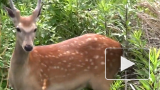 Полиция в Токио ищет разгуливающего по городу пятнистого оленя