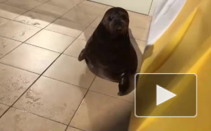 Новое видео с Крошиком порадовало жителей Петербурга 