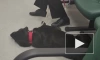 Петербургский суд разрешил проезд с собаками-поводырями в метро без намордников 