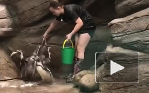  В Новосибирском зоопарке устроят кормления пингвинов на публику