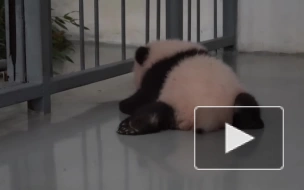 Маленькая панда из московского зоопарка начала ползать