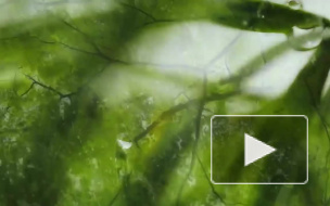 Эксперт назвал быстро снимающий усталость продукт