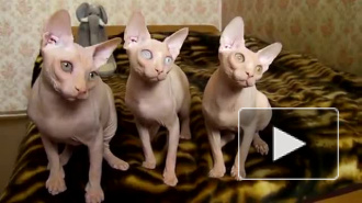 Танец котят