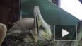 В Московском зоопарке вылупился птенец кудрявого пеликан...