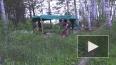 Оперативное видео: Под Новосибирском задержали браконьера ...