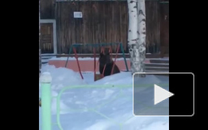 В сети появилось видео, как медвежонок качался на детских качелях