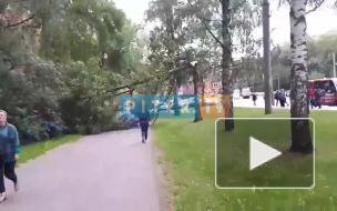 На пешеходной дорожке Тихорецкого проспекта лежит сломанное дерево 