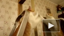 Смешной котик