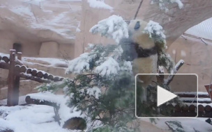 Видео: Панды из Московского зоопарка обрадовались снегу и елкам