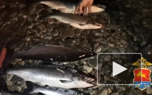 В Магаданской области полицейские возбудили уголовное дело по факту незаконного вылова лососевых