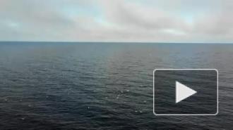 На видео сняли охоту ладожских нерп на косяк мелкой рыбы