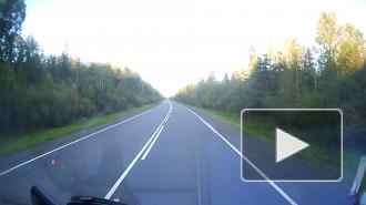 В Ленобласти у автозаправки лось бросился под колёса автомобиля 