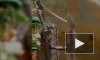 В Ленинградском зоопарке 30-летие отмечает ночная обезьяна Инок