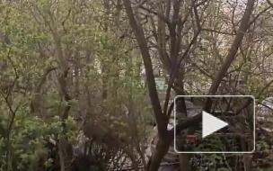 Жители Васильевского острова пожаловались на сильный гул, как от "реактивного самолета"